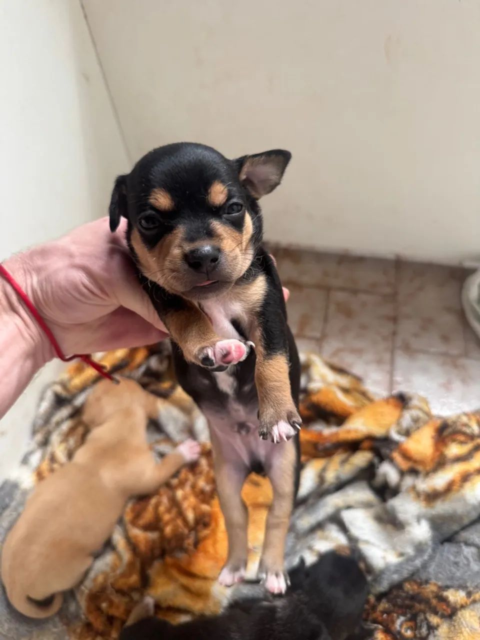 Filhote Macho de Pinscher  - Foto 3