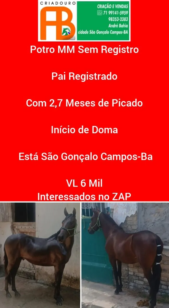 Potro Mangalarga Marchador - 2,7 meses - São Gonçalo Campos-BA