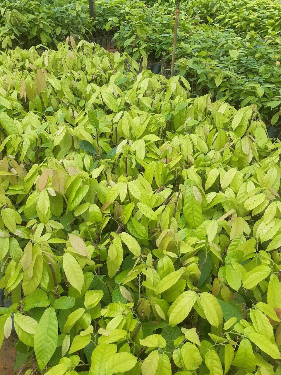 Enxertia mudas de cacau VIVEIRO E CAMPOS  - Foto 3