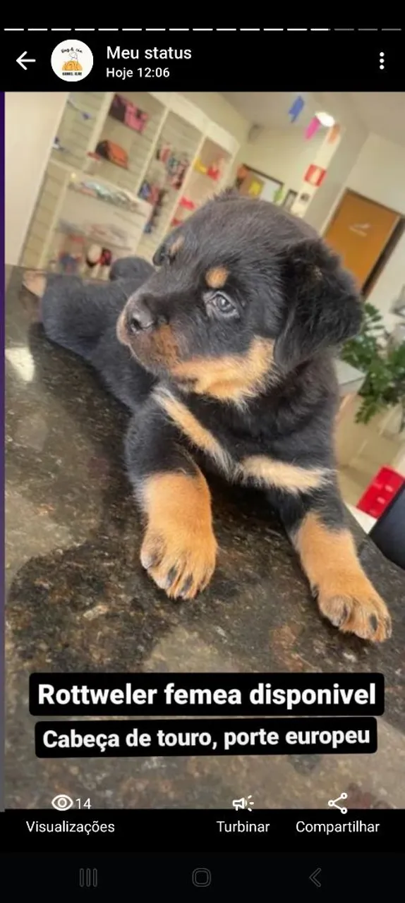 Filhote de Rottweiler fêmea disponível