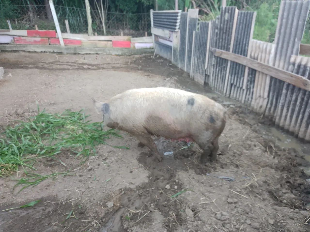 Porca para venda - Foto 2