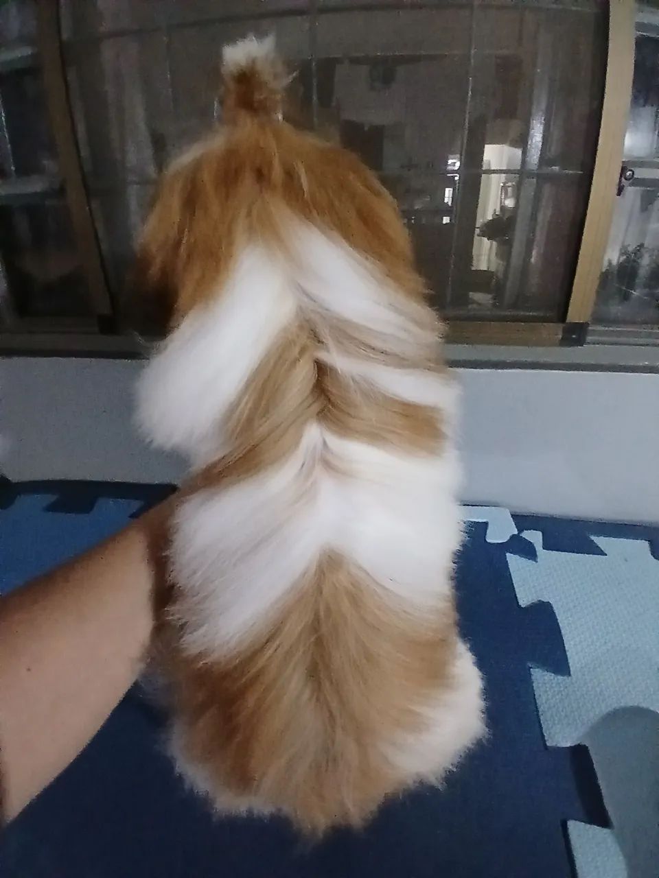 Femea shih tzu micro - Cachorros - Alto Alegre, Cascavel