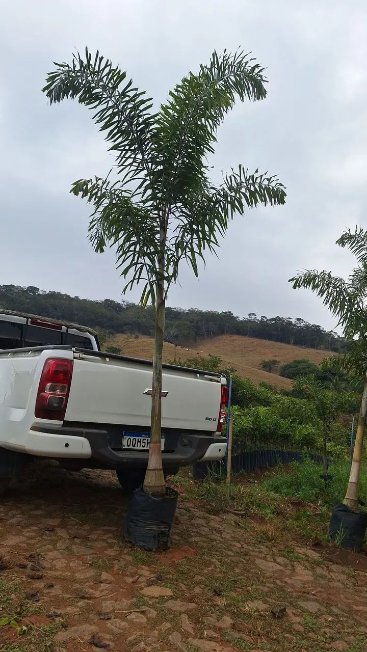 Palmeira rabo de raposa 4mts  - Foto 3