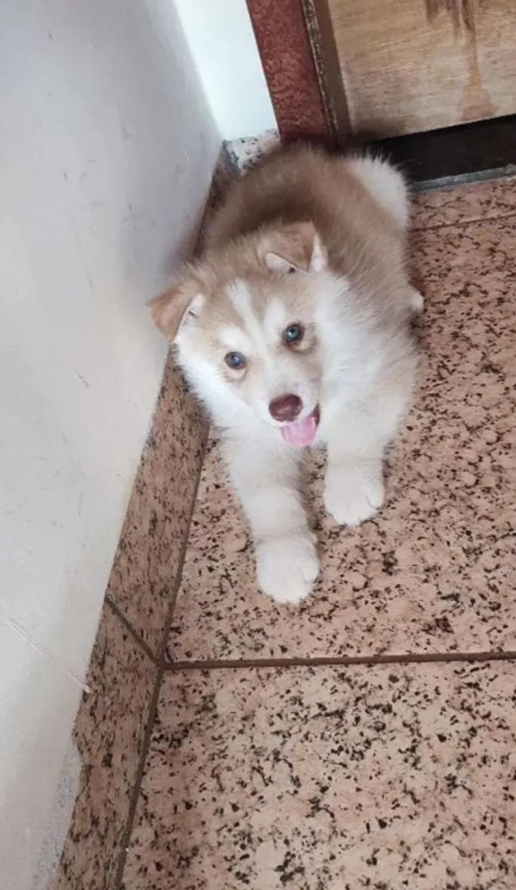 Filhote Husky Siberiano - Pelúcia!