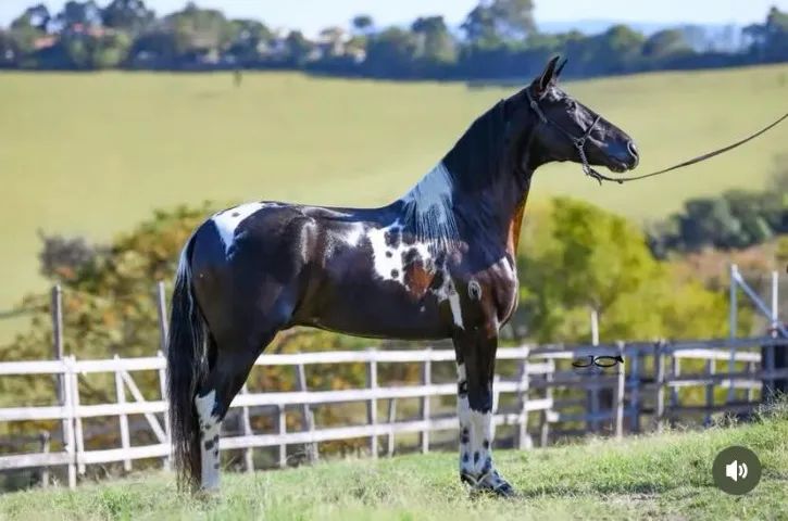 Cobertura garanhão pampa de preto homozigoto - Foto 2