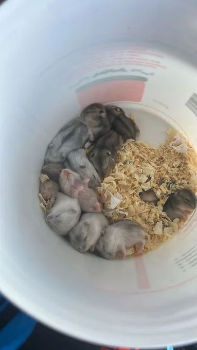 Hamster chinês 