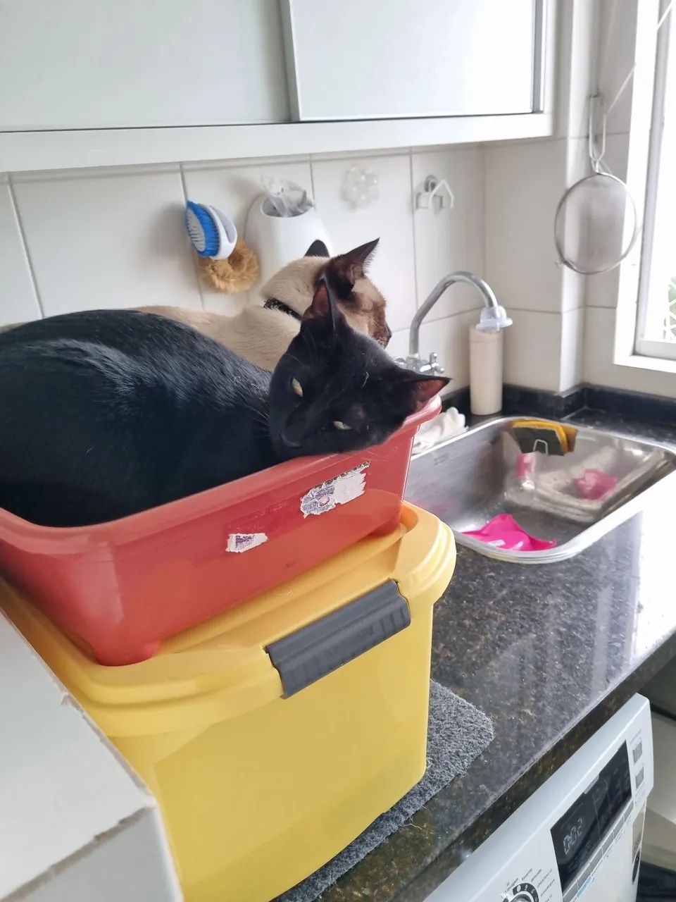 Doação de casal castrado de gatos. - Foto 4