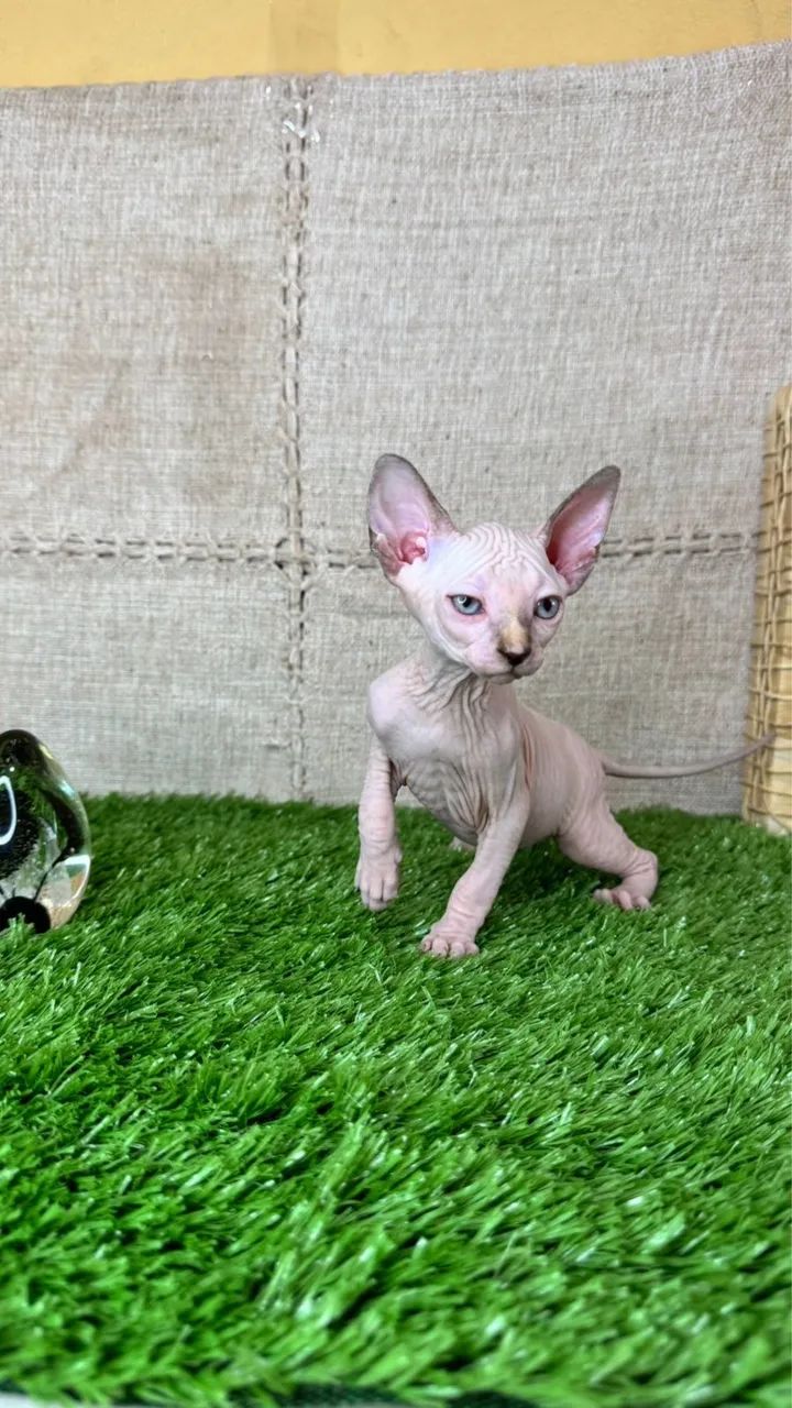 Filhote de gato raça Sphynx - genética de campeões 