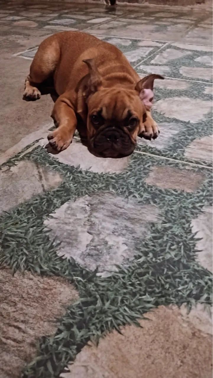 Filhote de Bulldog Francês - Foto 3