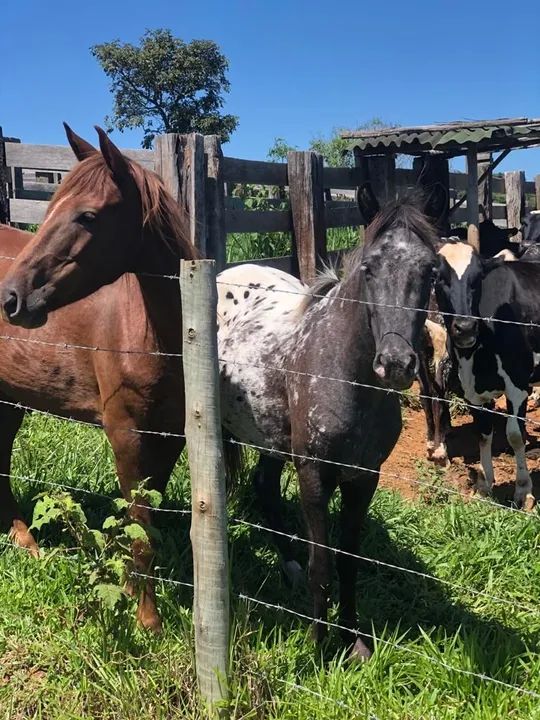 Potra appaloosa - Foto 6