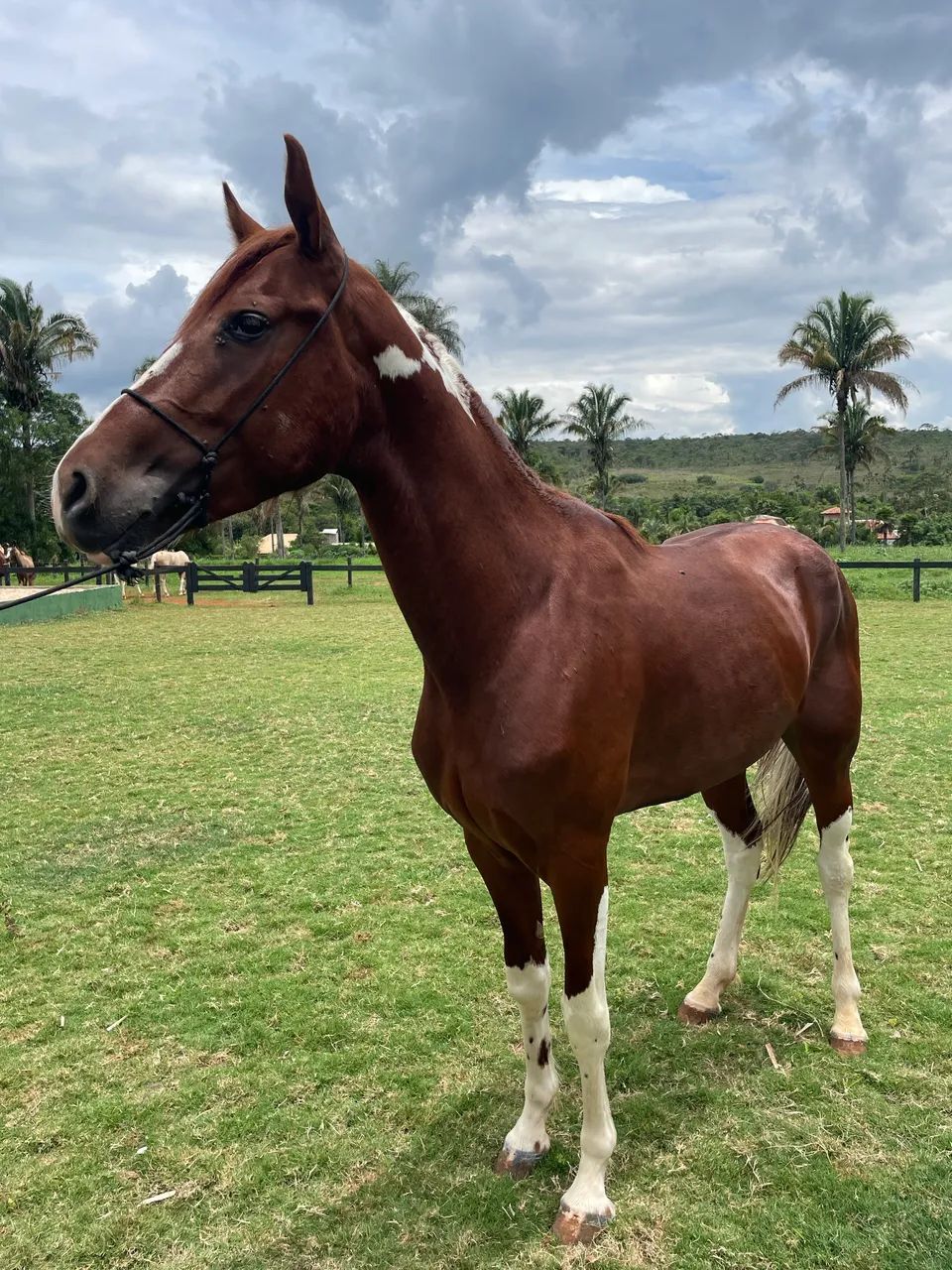 Cavalo Mangalarga  - Foto 6