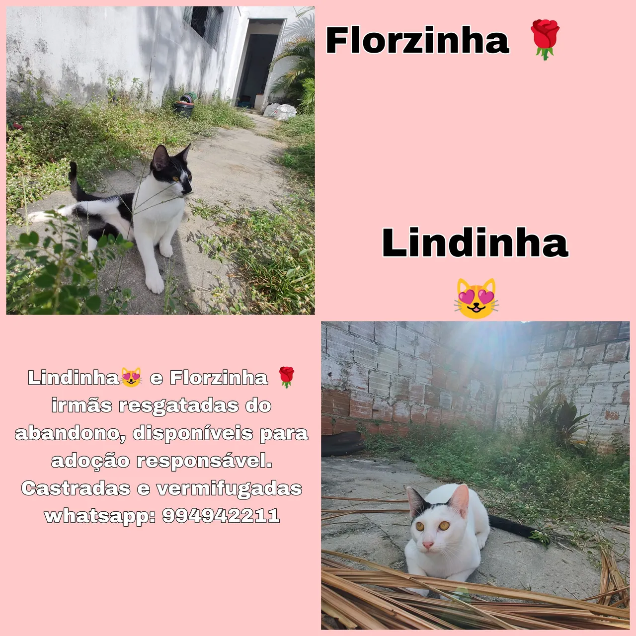 Lindinha e Florzinha - Gatas para Adoção Responsável