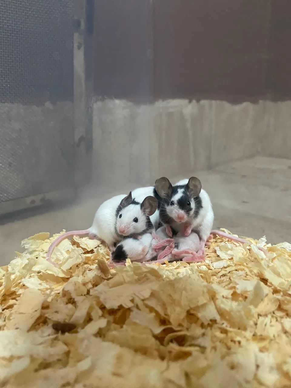 Camundongo Topolino  - Foto 3