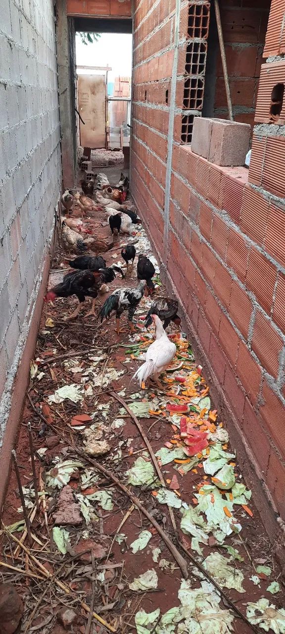 Galos e galinhas caipiras - Foto 2