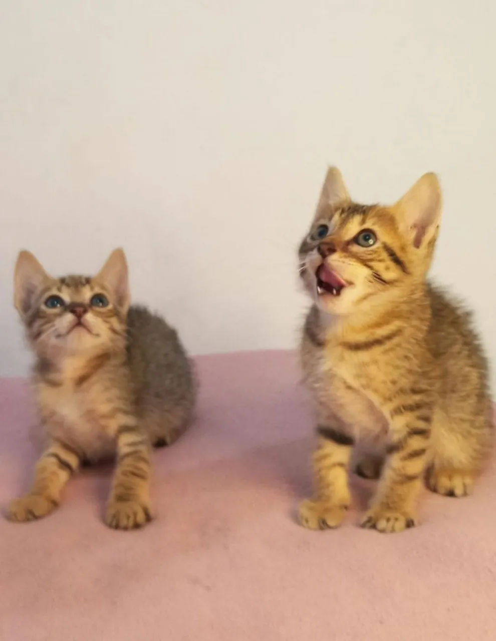 Seis gatinhos fofinhos para adoção