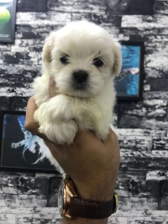 maltês trabalhamos com mais de 20 raças.