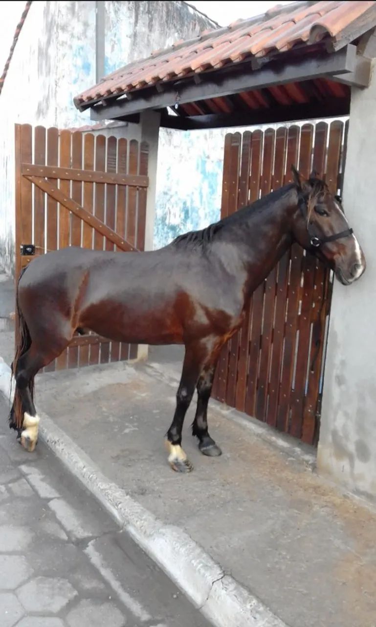 CAVALO MARCHADOR  - Foto 3