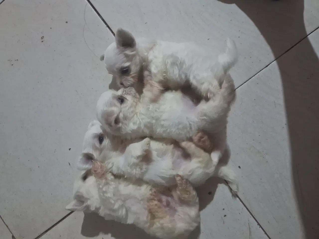 Filhotes de cachorro maltes, de porte pequeno