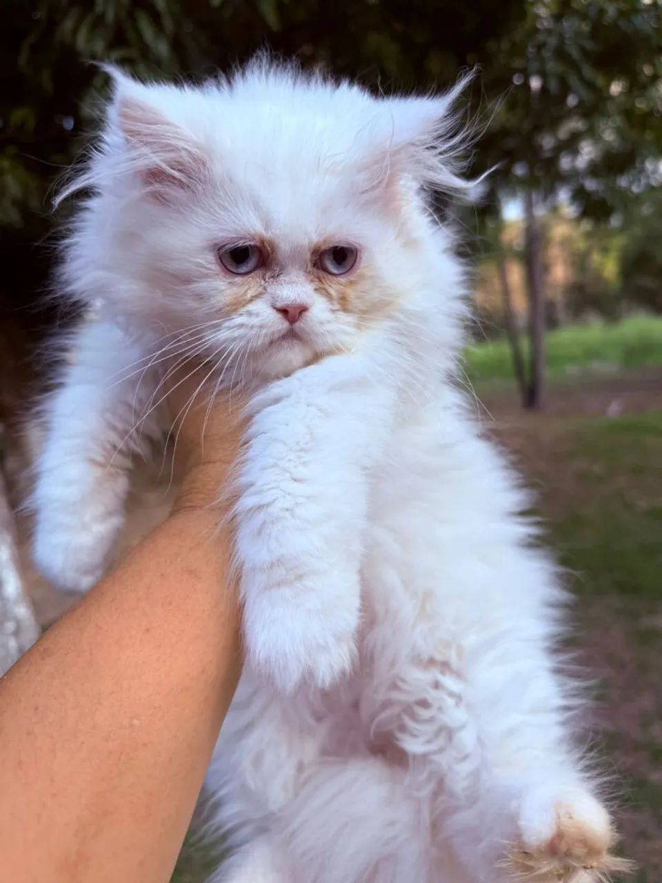 Persa filhotes - Foto 3