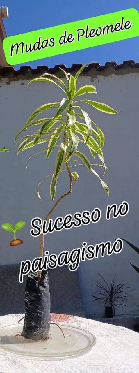 1 MUDA de PLEOMELE VARIEGATA - Foto 4