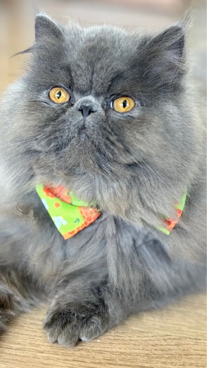 Gatos persas disponíveis para cruza 