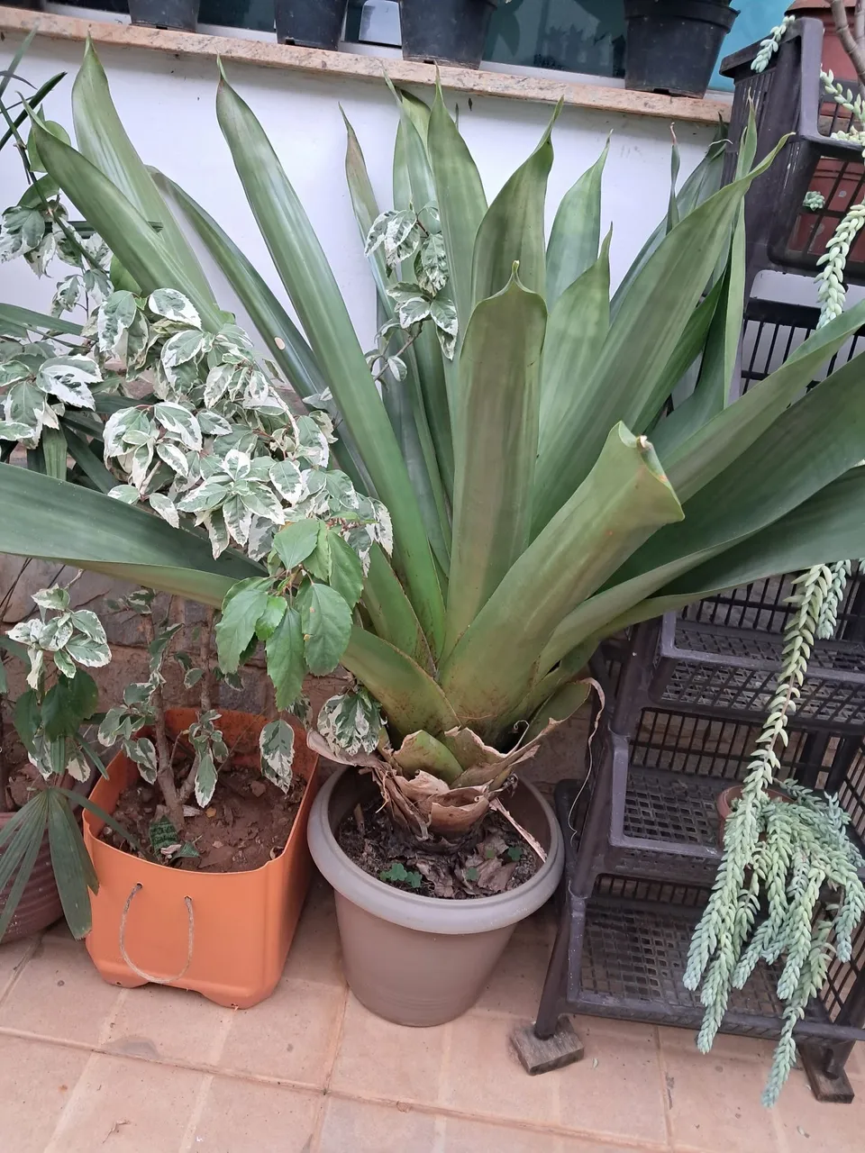 plantas ornamentais