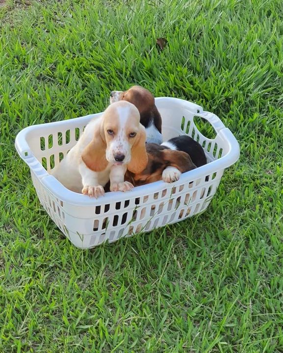 FILHOTES DE BASSET HOUND 