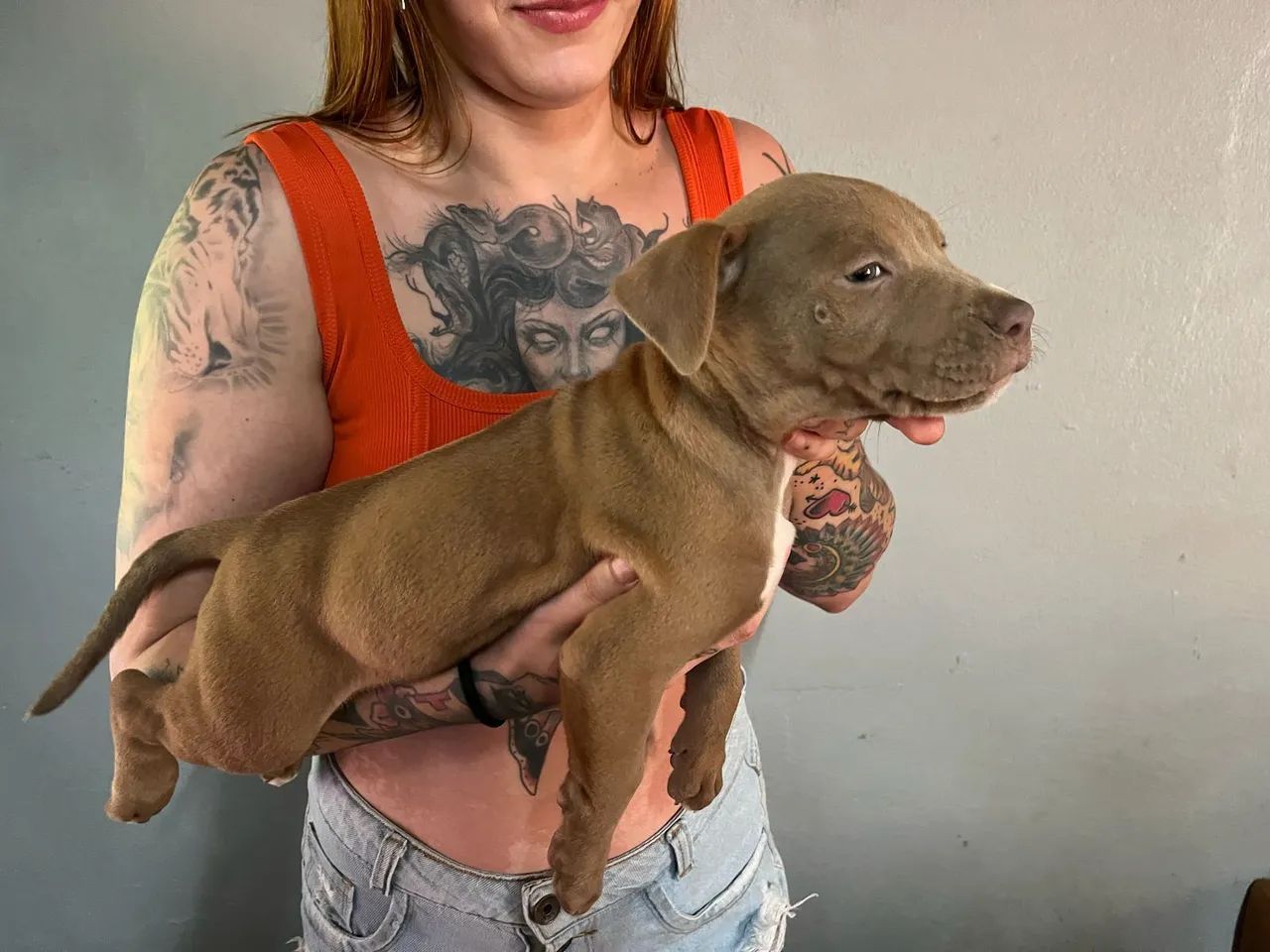 Filhote Pitbull Fêmea e macho 