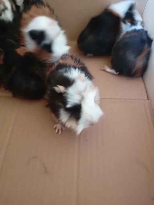 Prea - porquinhos da Índia  - Foto 4