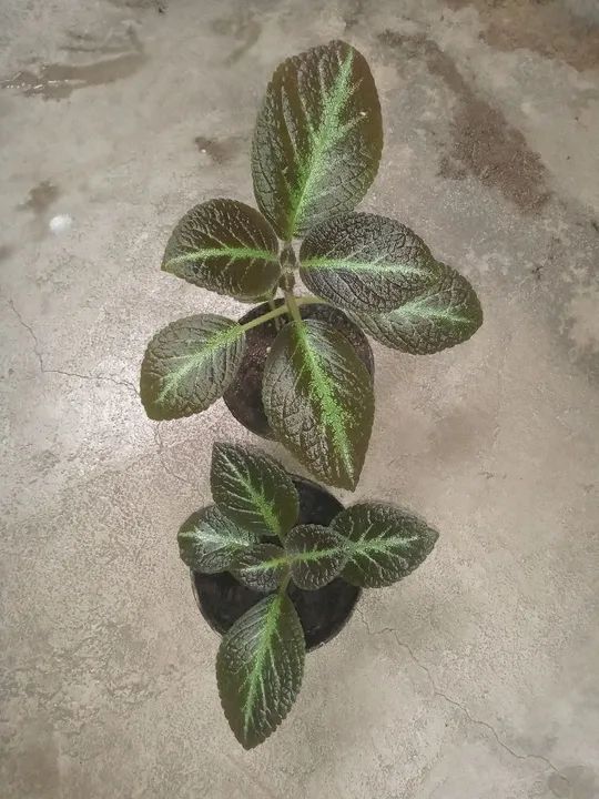 2 tapete de rainha flor vermelha 