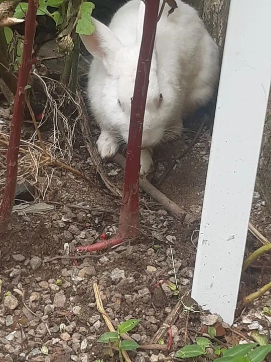 Coelho ,macho - Foto 5