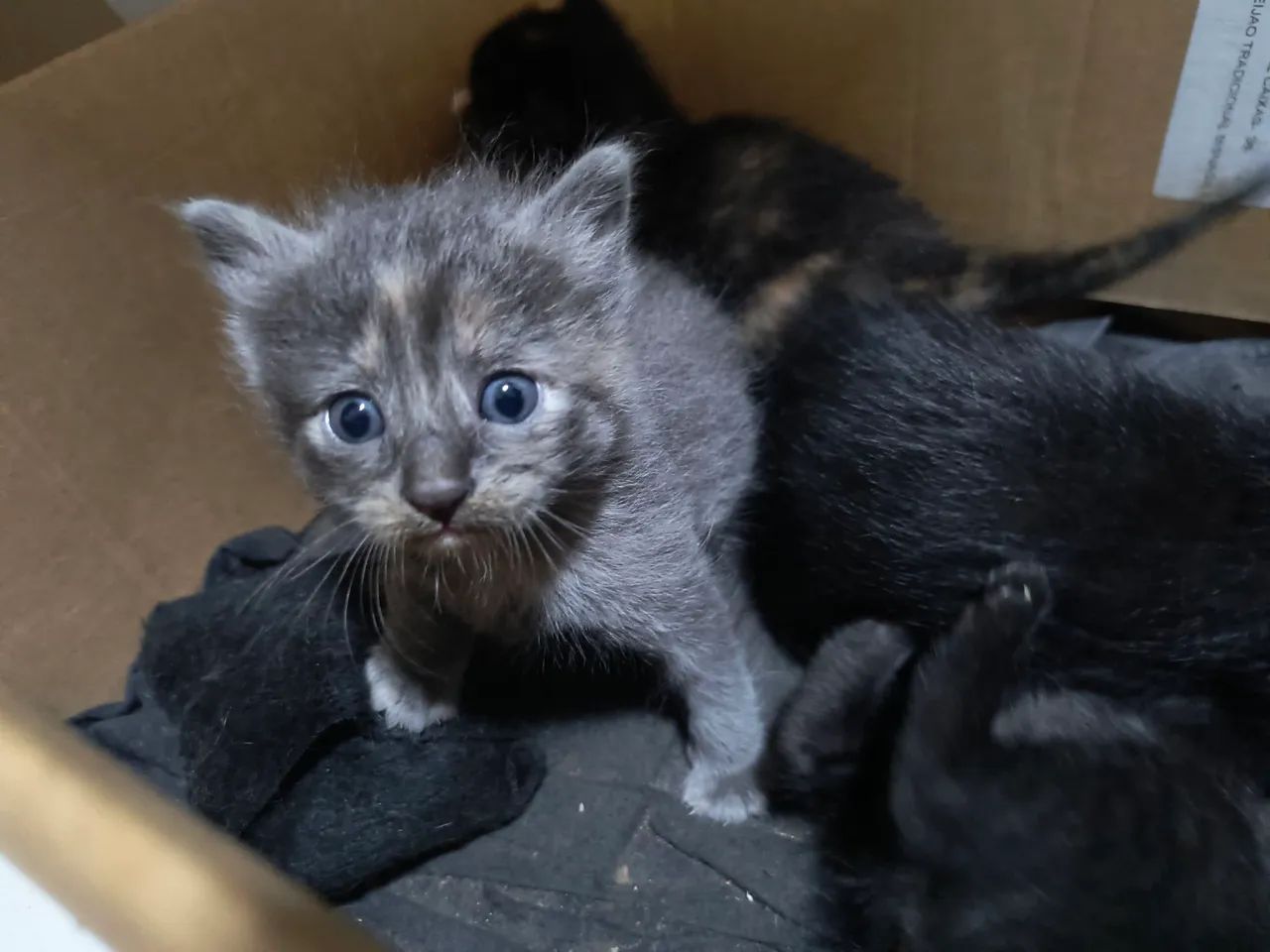 Gatinhos fofinhos para adoção