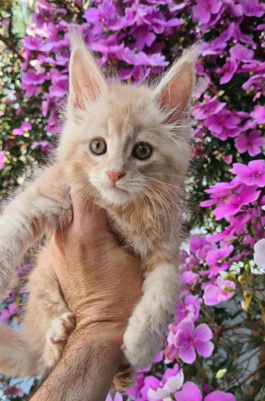 Maine Coon - Foto 3