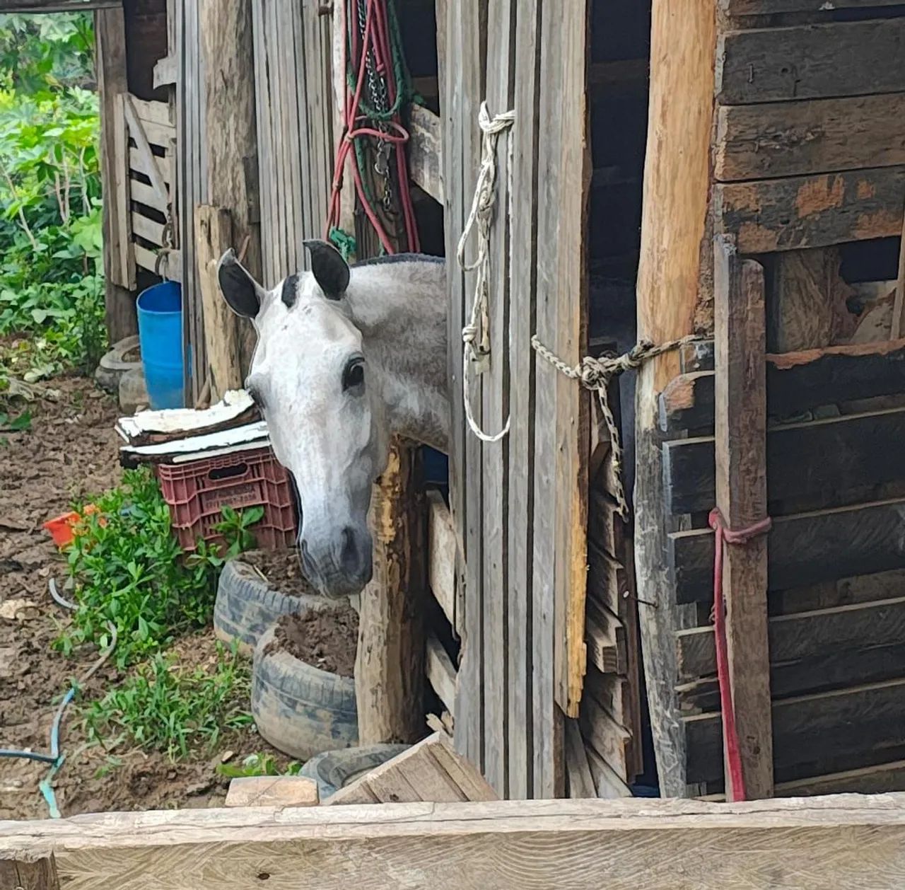 Égua Mangalarga Marchador 