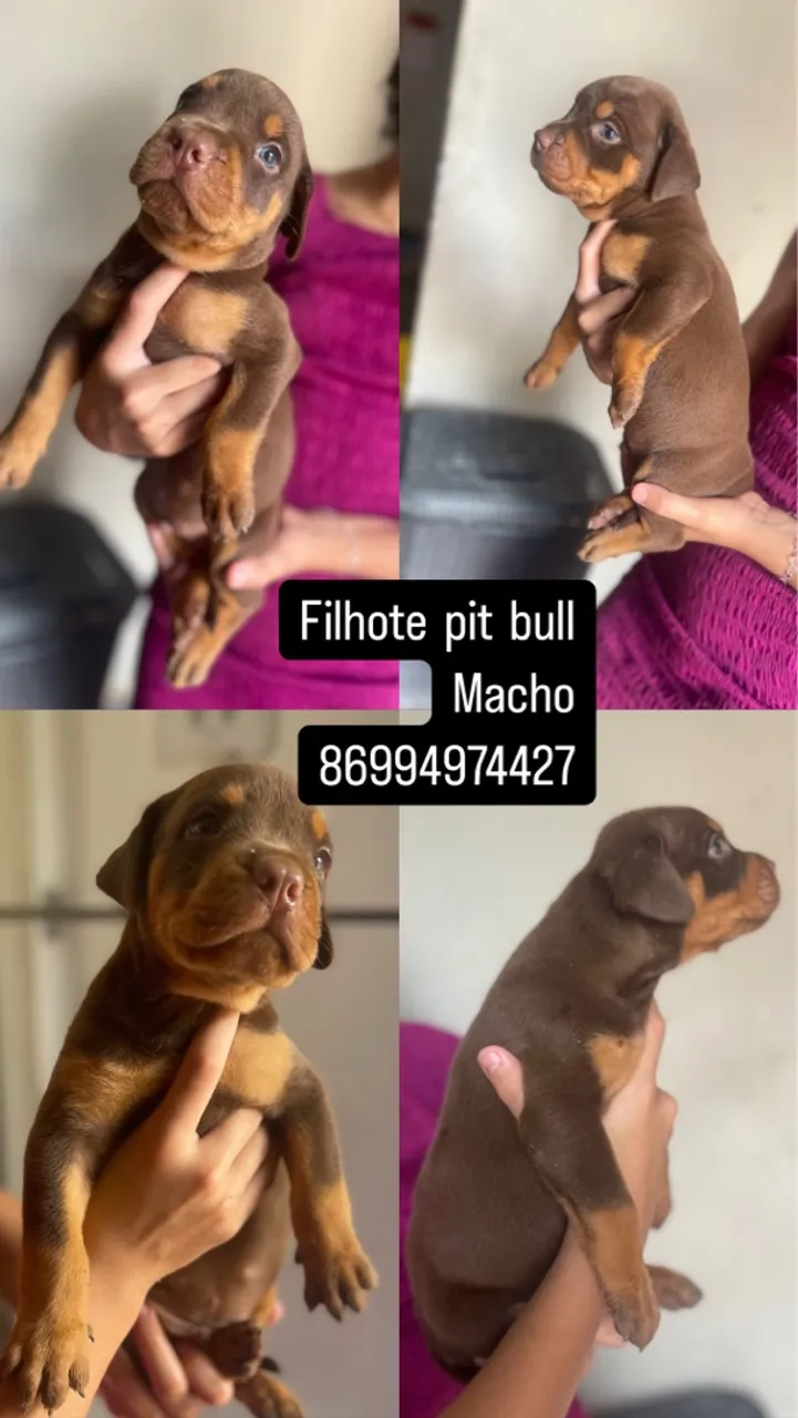 Filhote pit bull