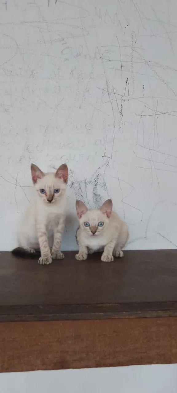 Adoção responsável 