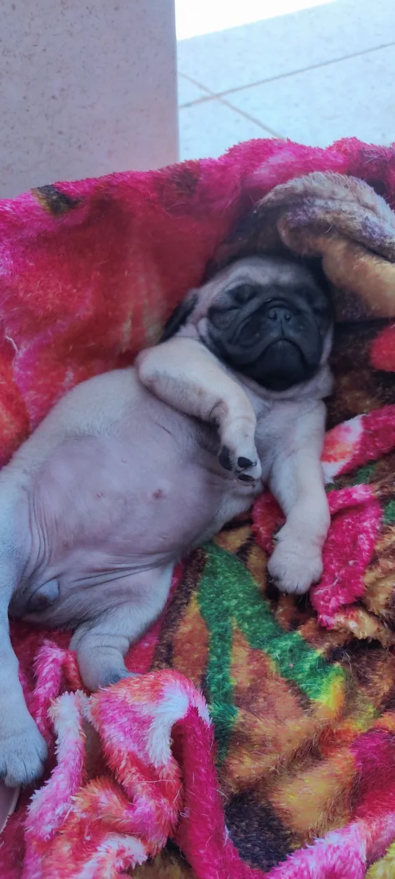 Filhote de Pug 1200 valor negociável