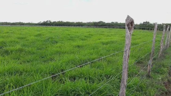 Fazenda com 170 hectares na região de monte alegre - Foto 4