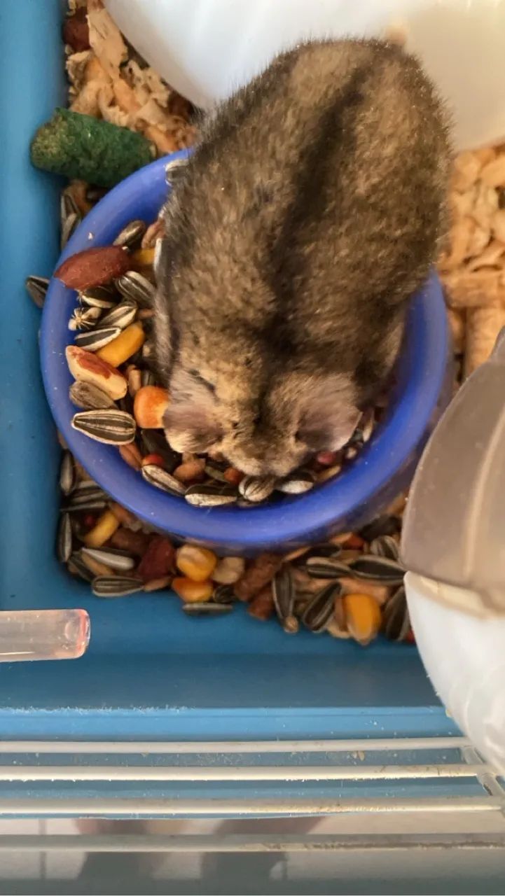 Casal de hamsters  - Foto 2