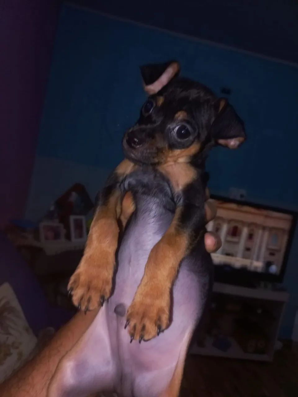 Filhote de Pinscher n 1