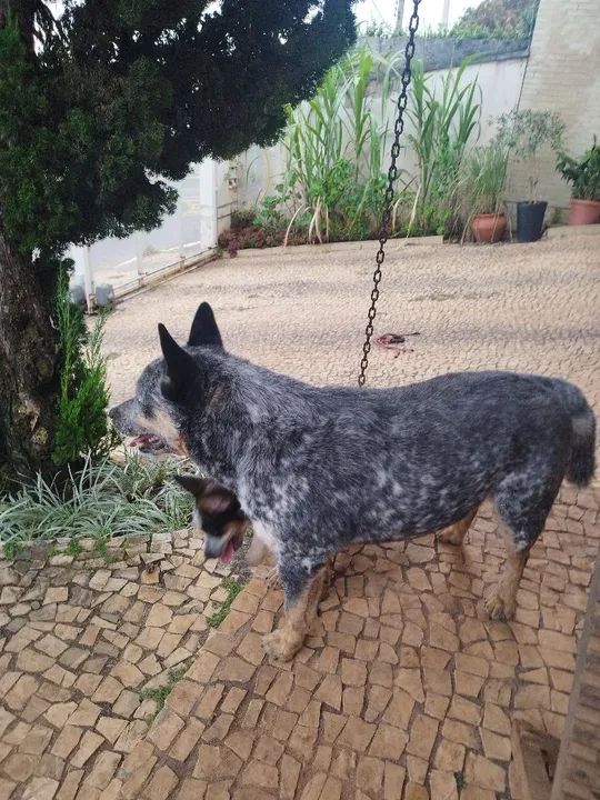 Dois filhotes de cães da raça 'vaqueiro australiano'herd - Foto 5