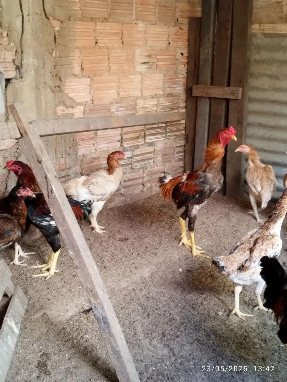 Galinhas e Galos caipira
