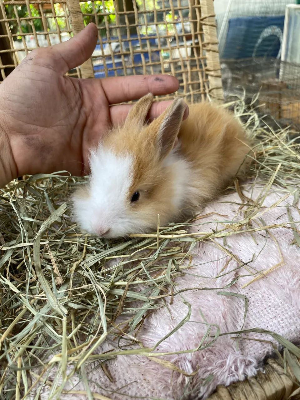 Mini Lion Head Filhote  - Foto 3