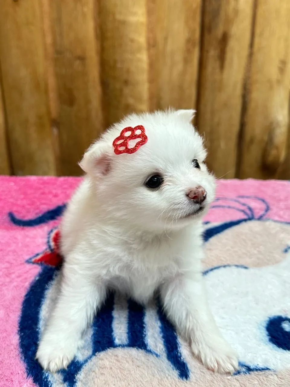 Filhotes de Spitz alemão anão - Foto 2