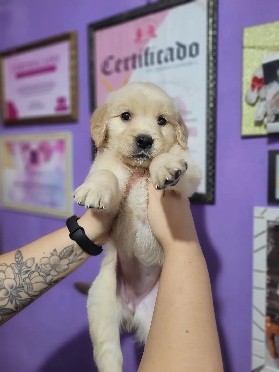 Filhotes de Golden Últimos bebês disponíveis para entrega