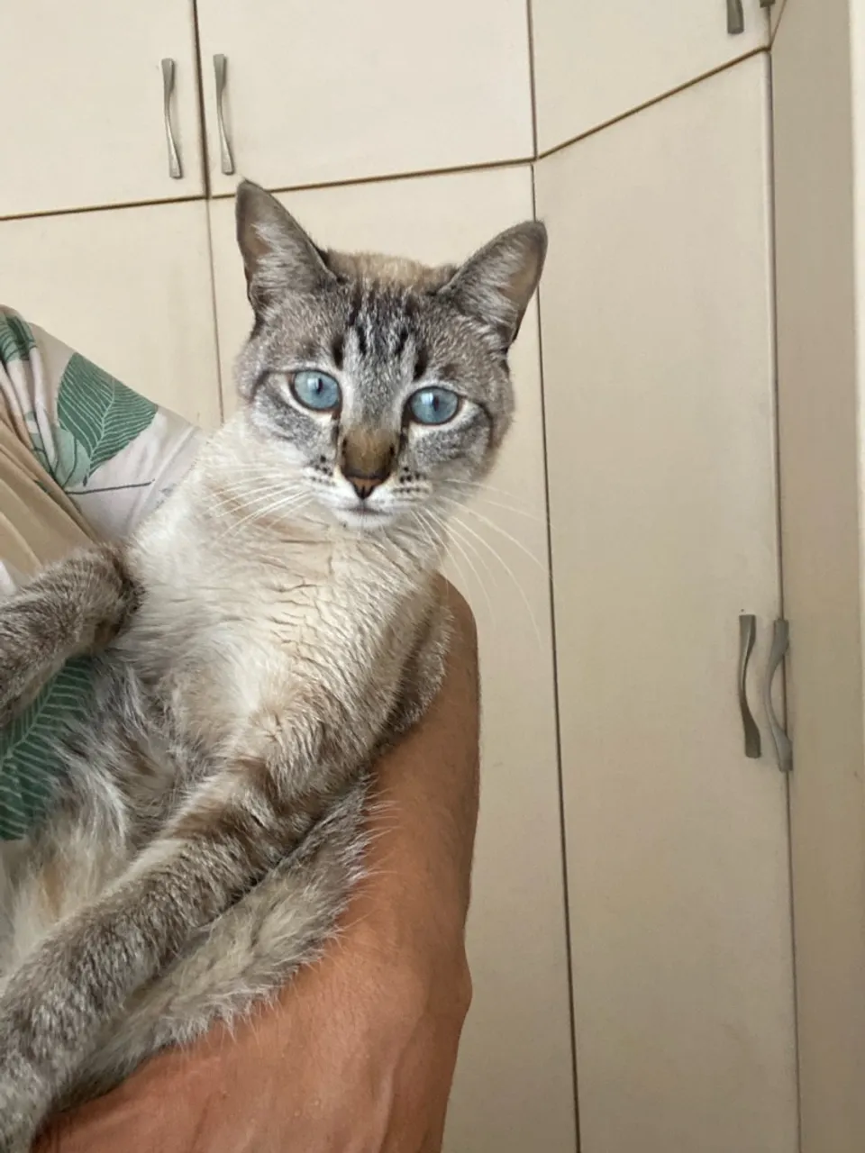 Gatinha Siamês de Olhos Azuis para Adoção