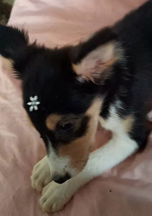 Border Collie filhote - Foto 2