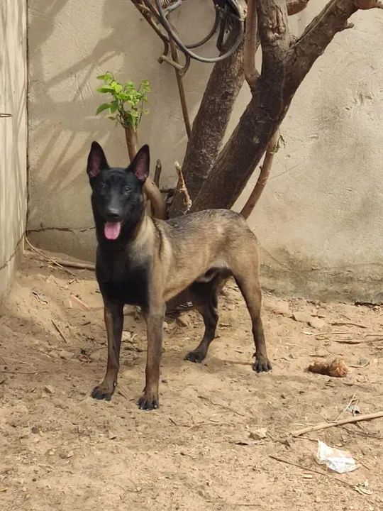 PASTOR BELGA MALINOIS COM PEDIGRE CBKC