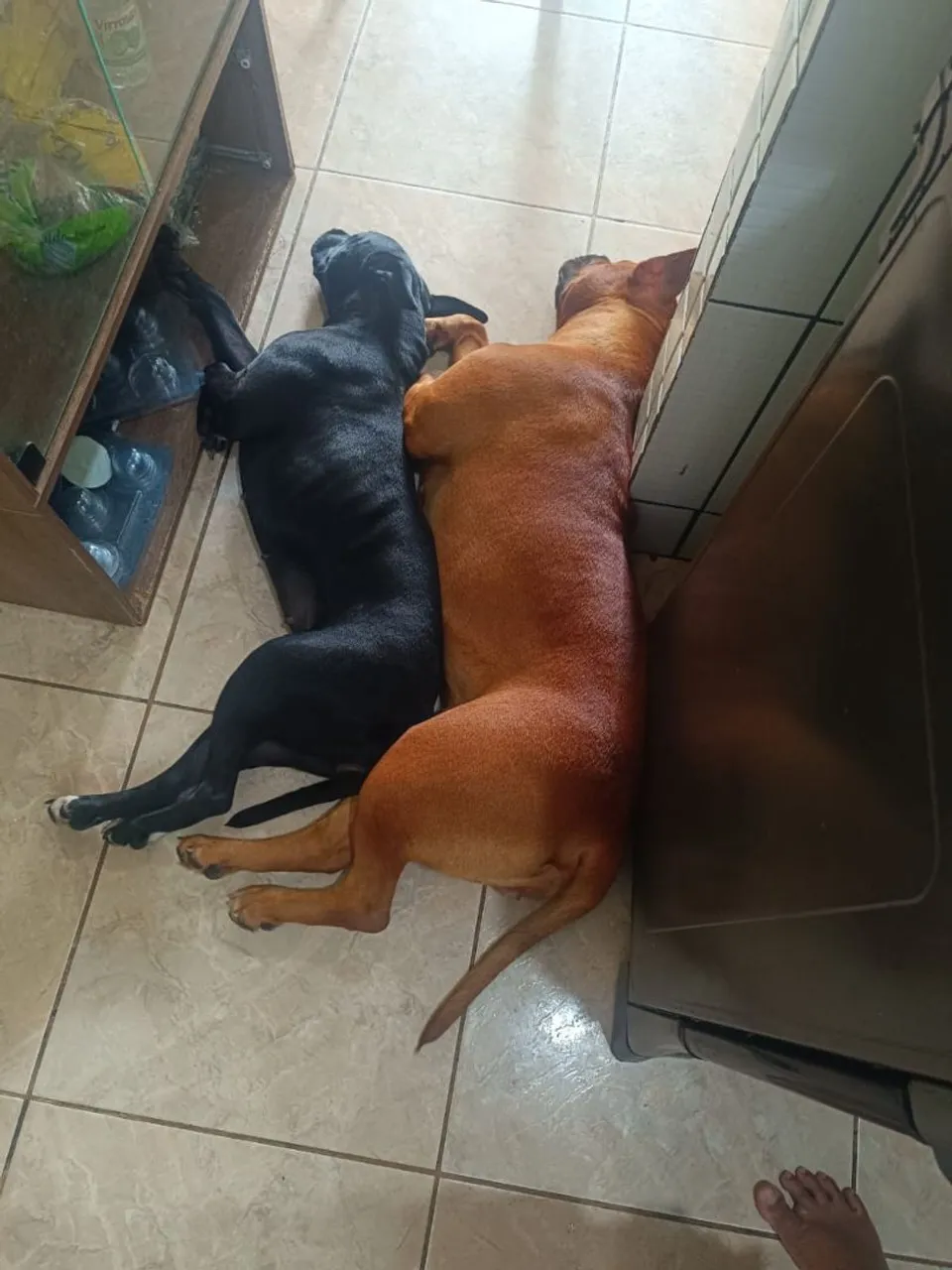 Duas cachorras lindas e carinhosos para adoção!