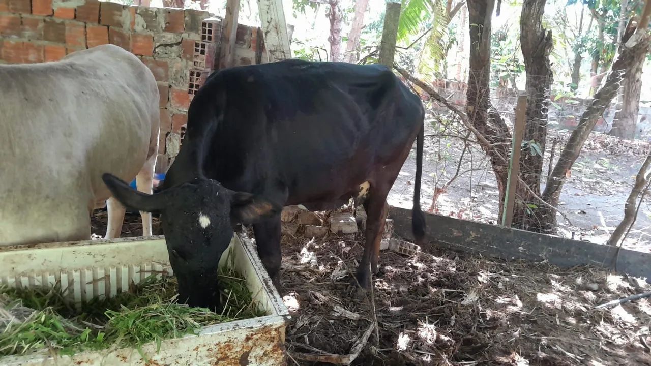Vende-se Uma Vaca e uma Novilha.    - Foto 3